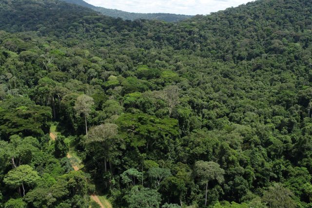 Forêt du Gabon : Un capital naturel colossal, un défi économique majeur | Gabonreview.com | Actualité du Gabon |