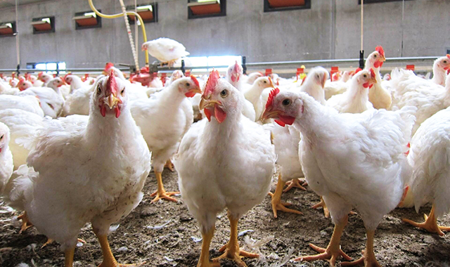 Gabon : fin des importations du poulet de chair dès 2027 | Gabonreview.com | Actualité du Gabon |