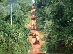 Le panorama du secteur bois gabonais par Tropical Timber Market Report | Gabonreview.com | Actualité du Gabon |