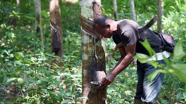 Agriculture de rente : un ralentissement marqué au 1er trimestre malgré quelques signes de reprise | Gabonreview.com | Actualité du Gabon |