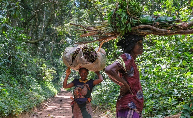 Comptoir «Maivou» : lancement de la campagne d’enregistrement des coopératives forestières | Gabonreview.com | Actualité du Gabon |
