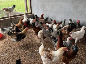 Interdiction d’importation du poulet de chair : vers une souveraineté alimentaire… sans les producteurs nationaux ? | Gabonreview.com | Actualité du Gabon |