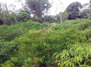 Tribune Libre I Iboga : Pour un modèle de souveraineté industrielle face aux mirages de l’extraction moléculaire | Gabonreview.com | Actualité du Gabon |