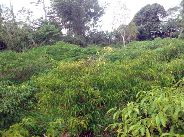 Tribune Libre I Iboga : Pour un modèle de souveraineté industrielle face aux mirages de l’extraction moléculaire | Gabonreview.com | Actualité du Gabon |