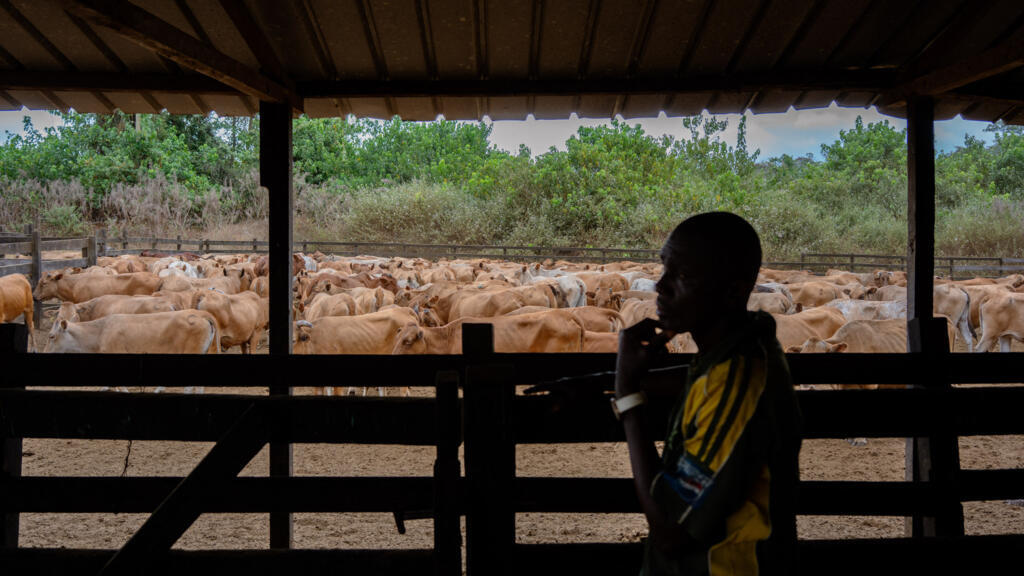 Afrique économie - La Côte d'Ivoire annonce des investissements dans le secteur agroalimentaire gabonais