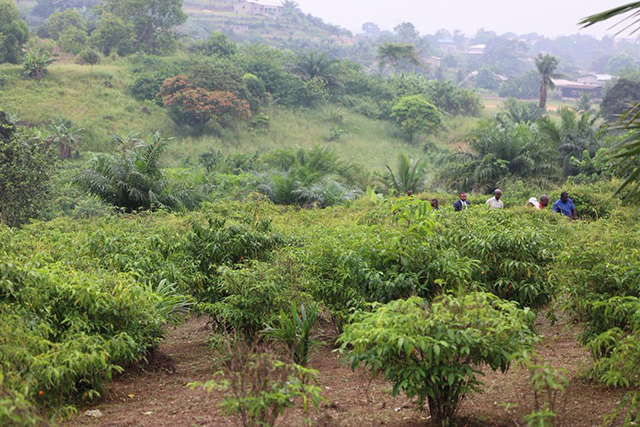 Or vert du Gabon : Vers une structuration industrielle et durable de la filière Iboga | Gabonreview.com | Actualité du Gabon |