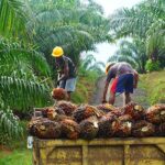 Après l’embellie, le trou d’air : l’agriculture de rente chute au Gabon | Gabonreview.com | Actualité du Gabon |